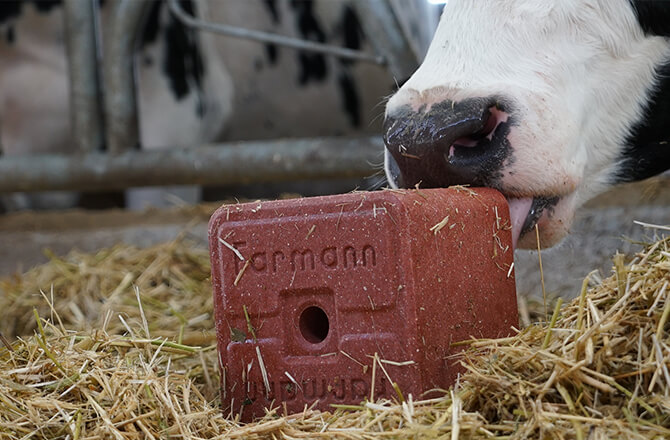 Farmann Block „la pierre angulaire d'élevage“