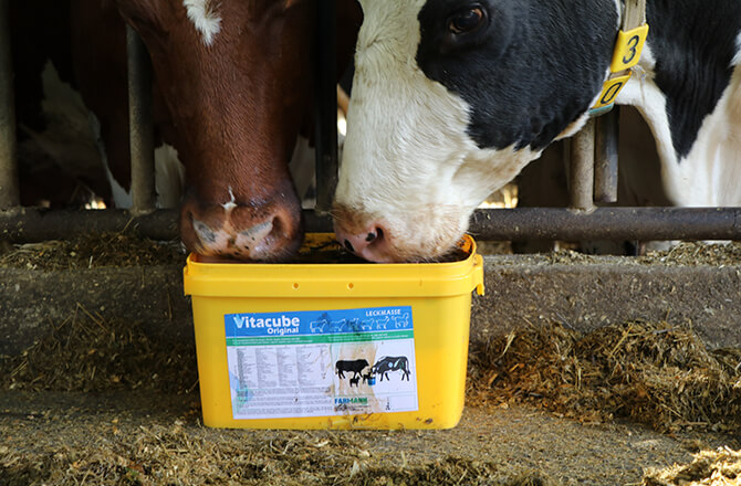 Healthier and more productive animals with Vitacube!